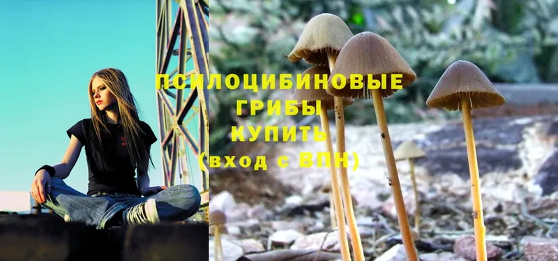 это как зайти  купить наркотик  Гурьевск  Галлюциногенные грибы Magic Shrooms 